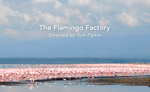 FlamingoFactoryTitleShot