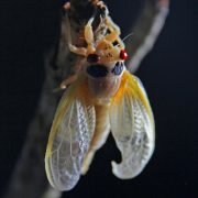 Return_of_the_Cicadas